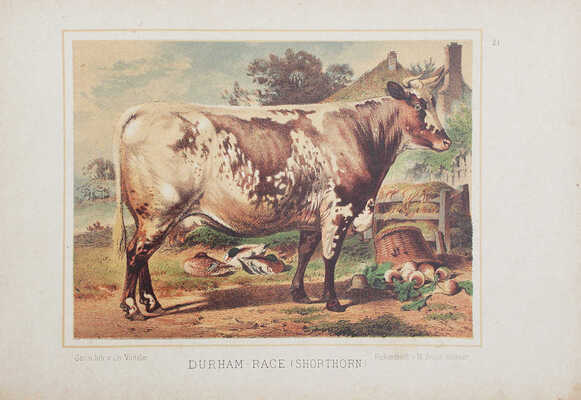 [Рюфф А. Породы крупного рогатого скота, их развитие, распространение и использование].